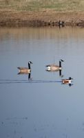 Waterfowl: Canada Geese (Branta canadensis) & Mallard Ducks (Anas platyrhynchos)