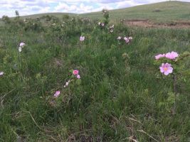 Wild Roses (Rosa arkansana) in June