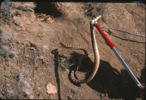 Bull Snake capture at den