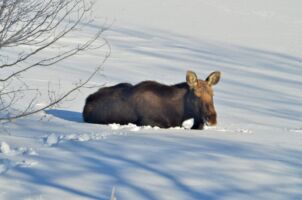 Moose in Snow (Alces alces)